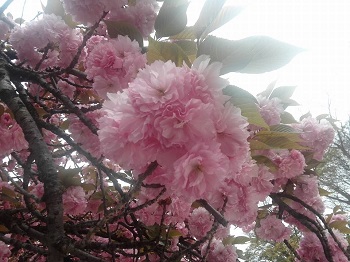 八重桜_a0061057_394128.jpg