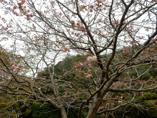 ’17,4,19(水)桜花はすっかり散って新緑の季節に!_f0060461_09162415.jpg