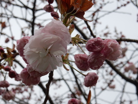 ’17，4，19（水）桜花はすっかり散って新緑の季節に！_f0060461_09165693.jpg