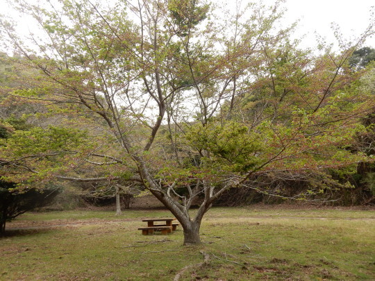 ’17,4,19(水)桜花はすっかり散って新緑の季節に!_f0060461_09193479.jpg
