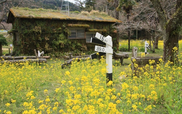 月崎駅の菜の花_b0076967_08000744.jpg