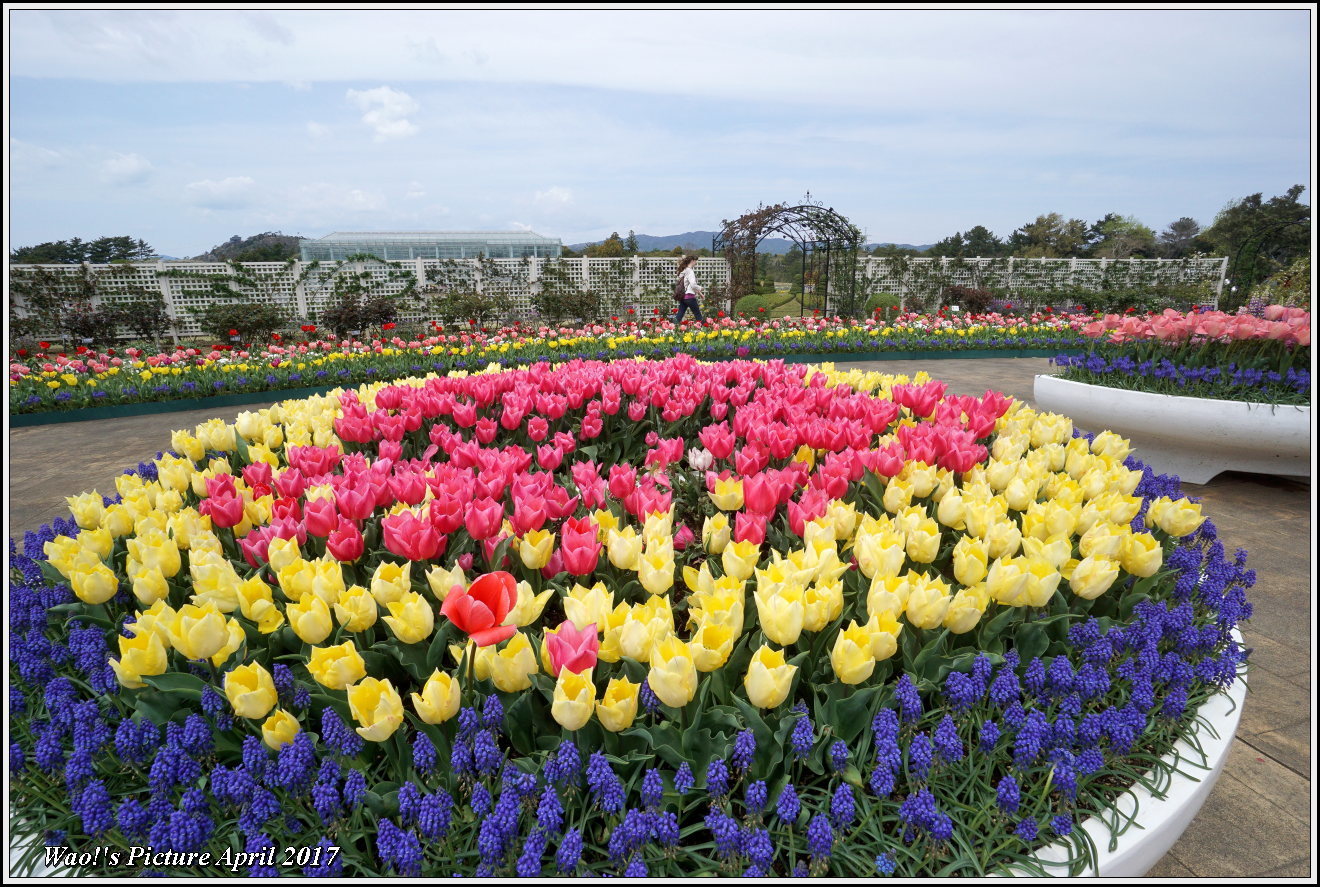 花公園のチューリップ_c0198669_17315642.jpg