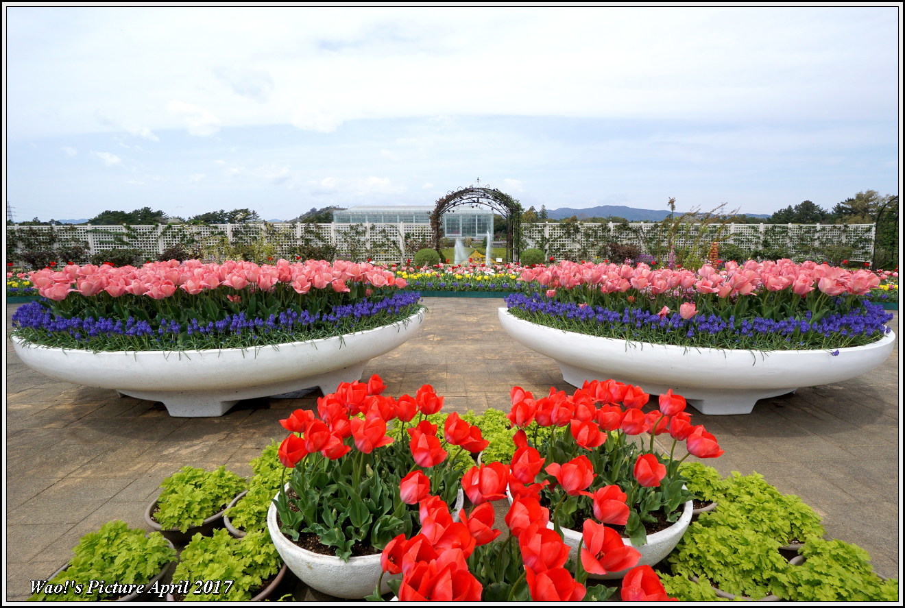 花公園のチューリップ_c0198669_17320489.jpg