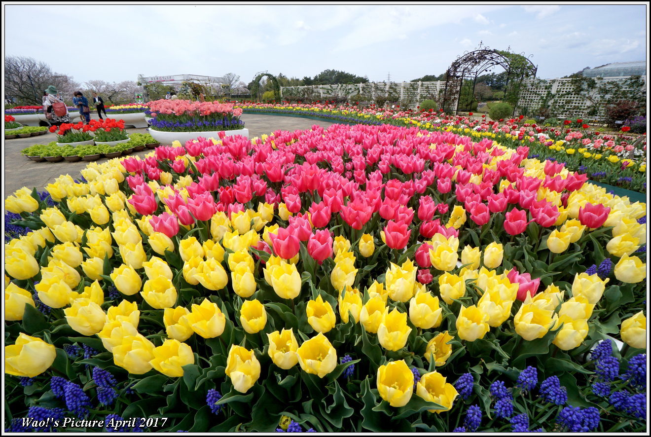 花公園のチューリップ_c0198669_17322258.jpg