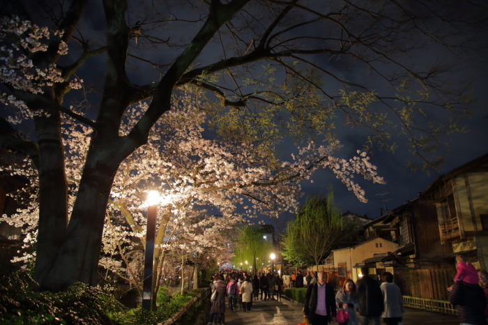  桜　　2017　　白川_f0021869_23002845.jpg