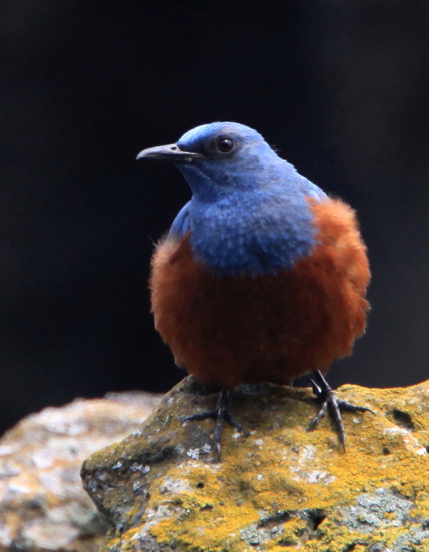 青い鳥の季節 アイヌモシリの野生たち 獣と野鳥の写真図鑑