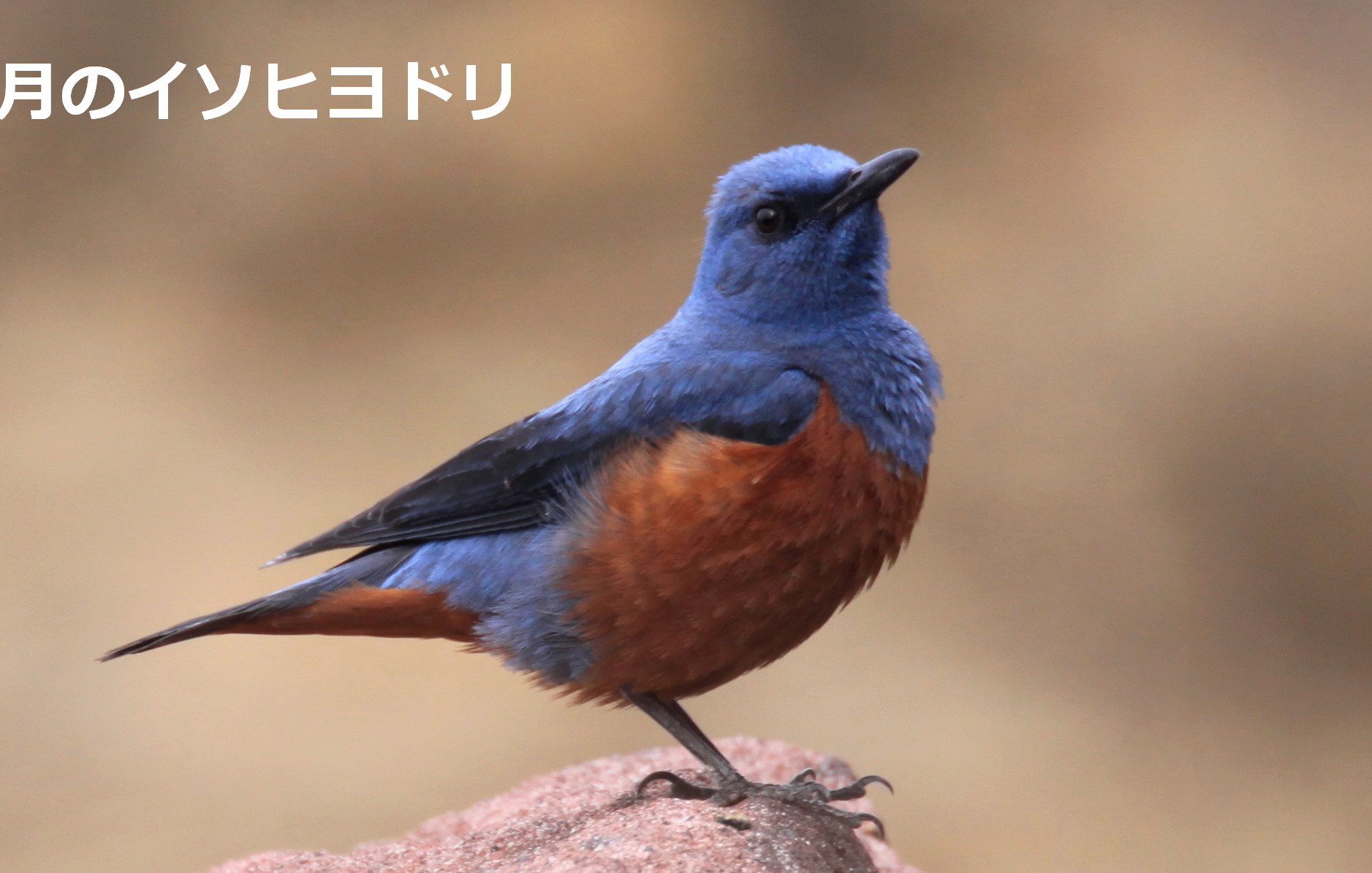 青い鳥の季節 アイヌモシリの野生たち 獣と野鳥の写真図鑑