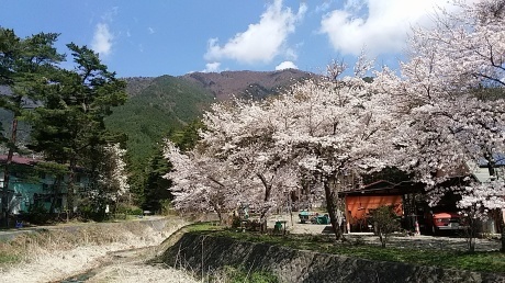 今年も河口湖の桜　満開シーズンとなりました_c0156371_10482396.jpg