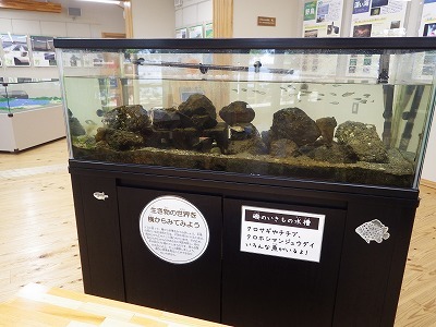 ★重富海岸自然ふれあい館(錦江湾奥)に行ってきました_e0046474_16235502.jpg