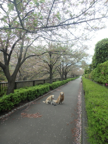 小川先生もびっくり_f0052277_02445287.jpg