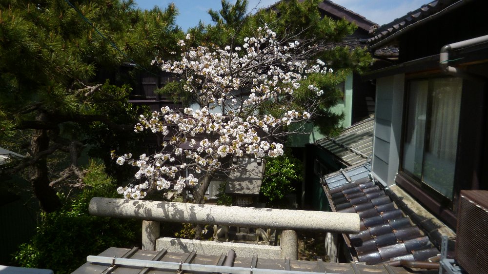 桜とお稲荷さん！_e0065084_19103826.jpg