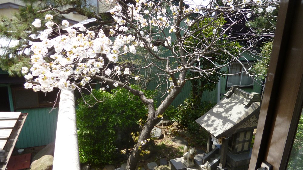桜とお稲荷さん！_e0065084_19105489.jpg