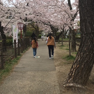 お花見、、、。_d0178587_14331669.jpg