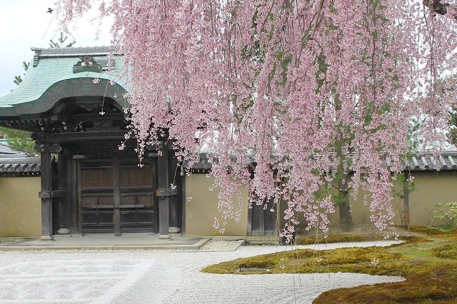 京都　高台寺の桜　2017 春_f0374092_21124585.jpg