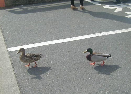 ●鴨夫婦かも_d0053294_15523992.jpg