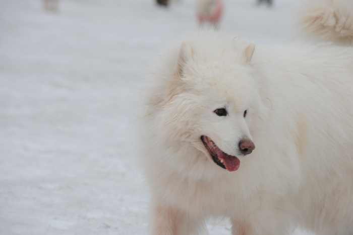 今シーズン最後の雪遊び♪ 1_a0049296_20162555.jpg