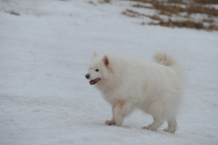 今シーズン最後の雪遊び♪ 1_a0049296_20202646.jpg