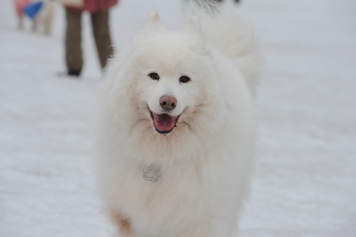 今シーズン最後の雪遊び♪ 1_a0049296_20210873.jpg