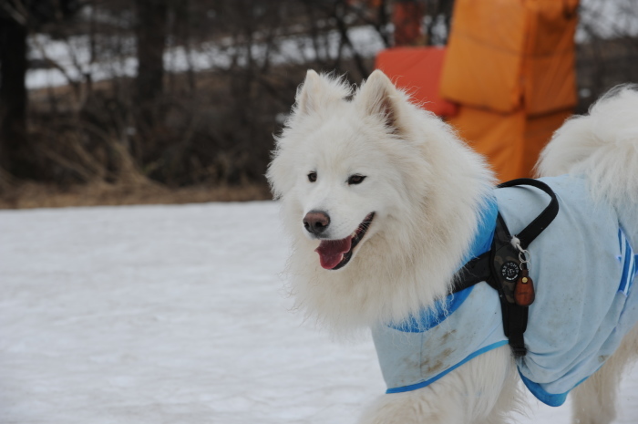 今シーズン最後の雪遊び♪ 1_a0049296_20253620.jpg