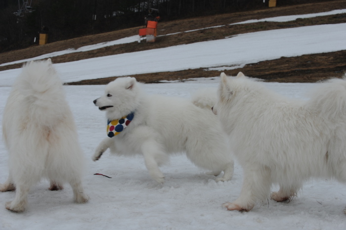 今シーズン最後の雪遊び♪ 1_a0049296_20335744.jpg