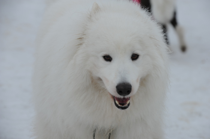 今シーズン最後の雪遊び♪ 1_a0049296_20364363.jpg