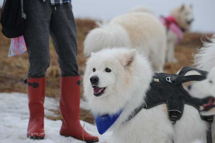 今シーズン最後の雪遊び♪ 1_a0049296_20380521.jpg