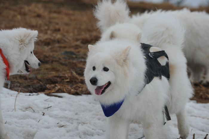 今シーズン最後の雪遊び♪ 1_a0049296_20385771.jpg