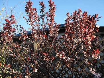 c0117898_17502816.jpg