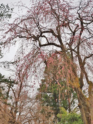 千手院の枝垂れ桜①_c0336902_17424635.jpg