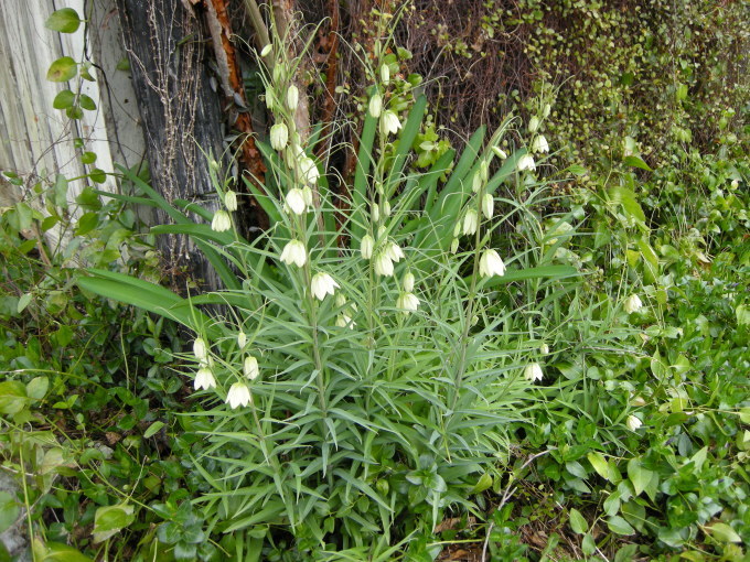 c0156104_22045246.jpg