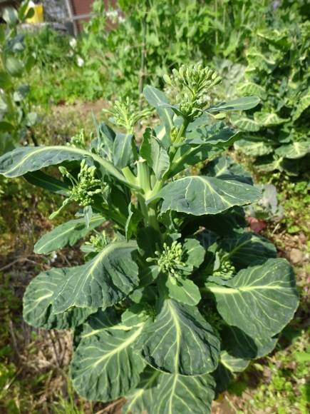c0369304_21274643.jpg