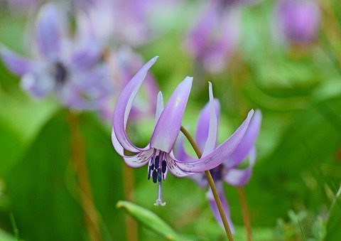 カタクリの花（群馬）_a0117305_20031232.jpg