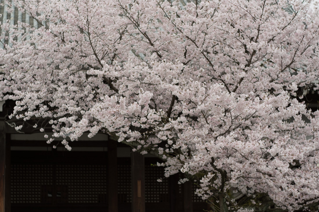 2017年 桜　本法寺_b0221605_1945399.jpg