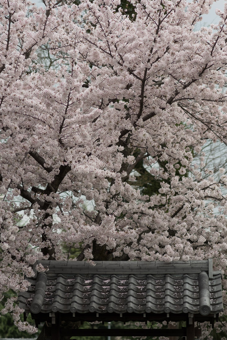 2017年 桜　本法寺_b0221605_1948684.jpg