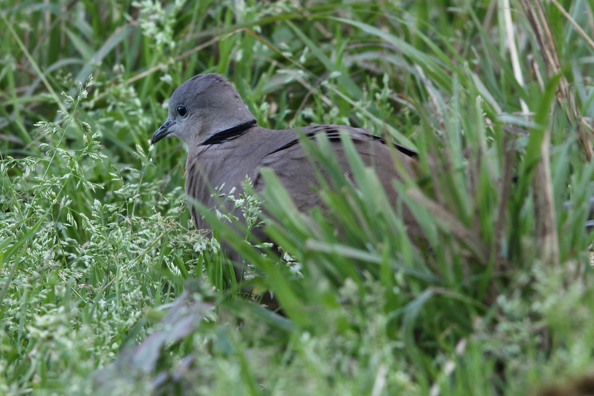 2017　悪石島の野鳥　２_d0230507_15265487.jpg