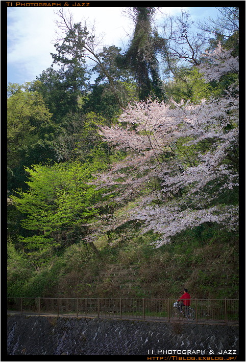  よみうりランド付近の桜 with F0.95_b0134013_0165974.jpg