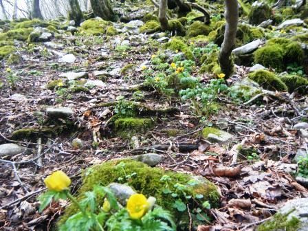 藤原岳　登山　鈴鹿　17.4.18（火）_e0333313_18355086.jpg