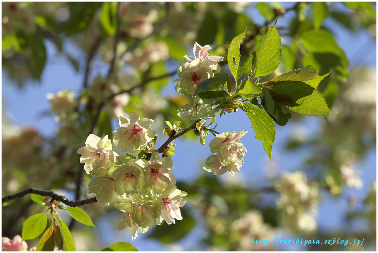 SAKURA 2017 #017_f0302613_17204477.jpg