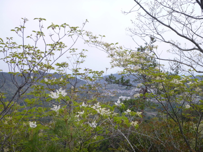 今日のお気に入り写真　八木山 (296M) に登る_d0170615_19050520.jpg