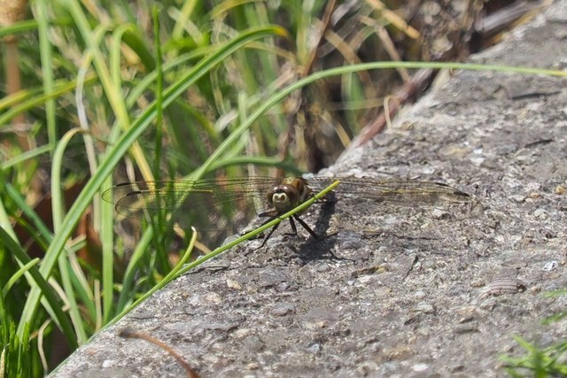 c0369423_20244721.jpg