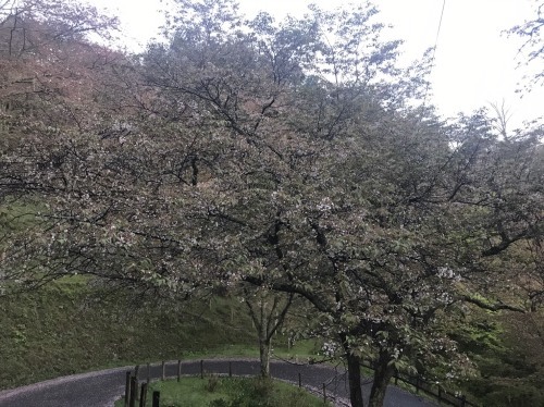 吉野山　桜の進捗状況（4月20日現在）と、吉野の雲海_e0154524_06060146.jpg