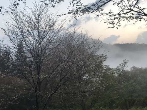 吉野山　桜の進捗状況（4月20日現在）と、吉野の雲海_e0154524_06061289.jpg