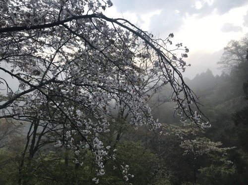 吉野山　桜の進捗状況（4月20日現在）と、吉野の雲海_e0154524_06061577.jpg
