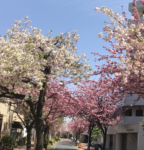 八重桜_f0089225_11260407.jpg