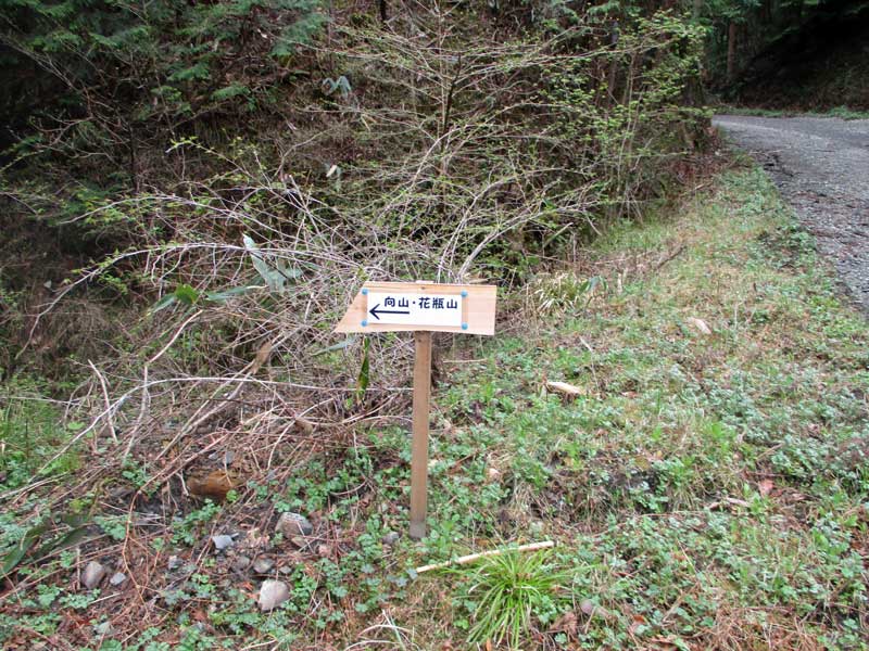 イワウチワの大群落の花瓶山。_d0000031_1743948.jpg