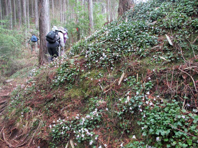 イワウチワの大群落の花瓶山。_d0000031_1746048.jpg