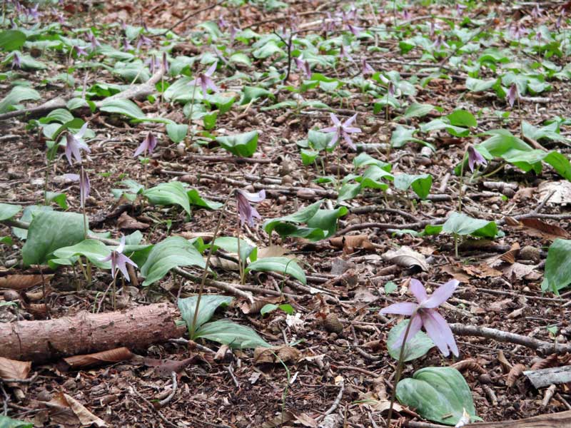 イワウチワの大群落の花瓶山。_d0000031_17473628.jpg