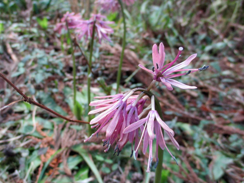 イワウチワの大群落の花瓶山。_d0000031_1871779.jpg