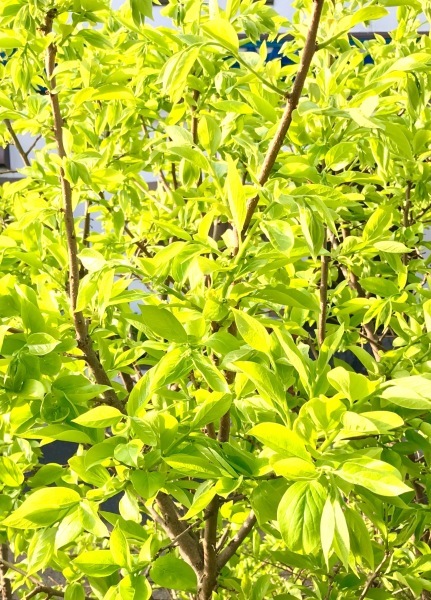 lime_b0172633_12501576.jpg