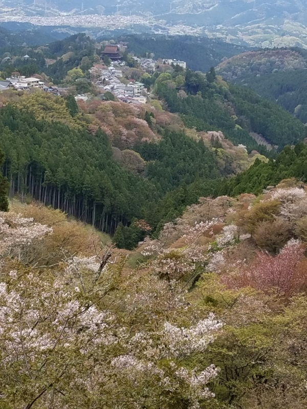 さくら　～吉野　_f0330437_22534878.jpg